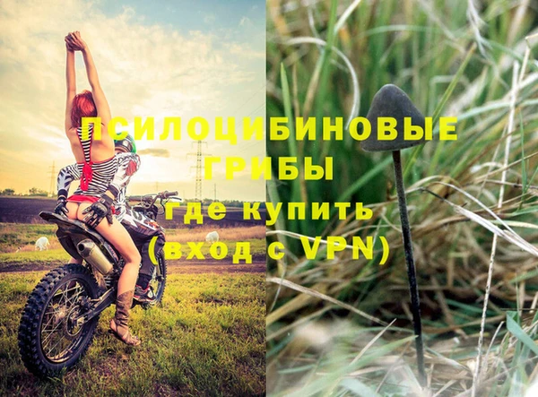 шишки Верея